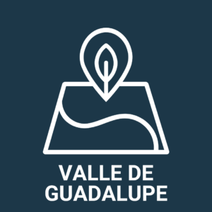 valle de guadalupe wines