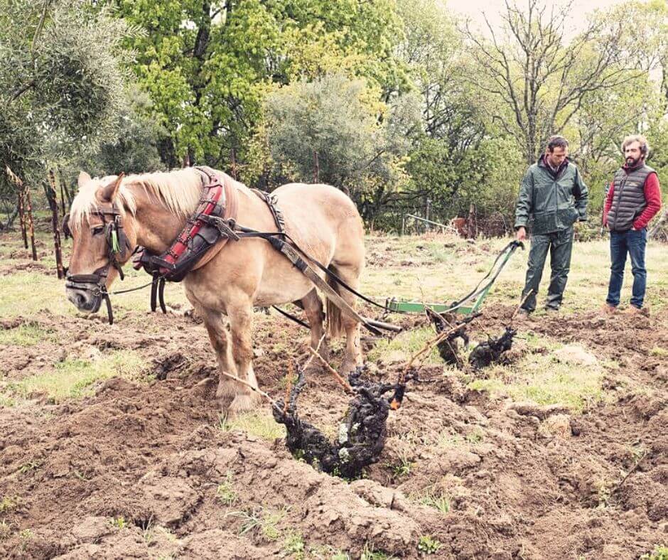 Biodynamic farming - horses replace tractors at Comando G vineyards